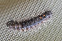 Ocneria detrita