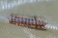 Ocneria detrita