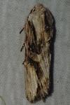 Egira conspicillaris