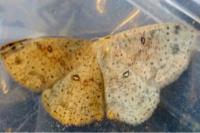 Cyclophora porata