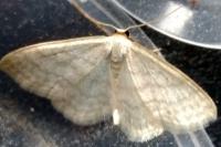 Idaea subsericeata