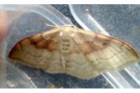 Idaea degeneraria