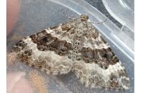 Epirrhoe alternata