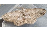 Hypomecis punctinalis