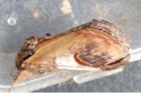 Notodonta ziczac