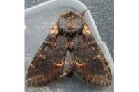 Notodonta dromedarius