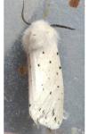 Spilosoma lubricipeda