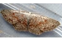 Cyclophora pendularia