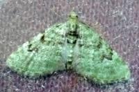 Chloroclystis v-ata