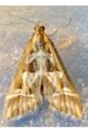 Diasemia reticularis