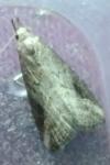Schrankia costaestrigalis