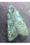 Nola confusalis