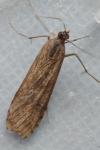 Nomophila noctuella