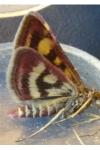 Pyrausta purpuralis