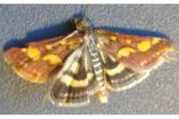 Pyrausta purpuralis
