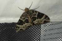 Ecliptopera silaceata