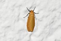 Wittia sororcula