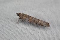 Acrobasis centunculella