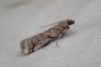 Acrobasis centunculella