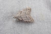 Nola thymula thymula