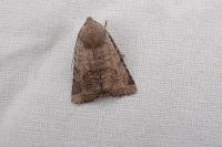 Spudaea ruticilla
