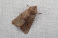 Spudaea ruticilla