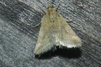 Pyrausta despicata