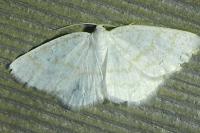 Cabera exanthemata