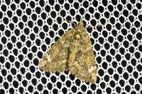 Chloroclysta siterata