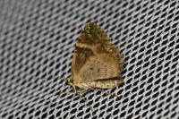Chloroclysta siterata