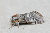 Drymonia ruficornis