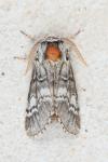 Drymonia ruficornis