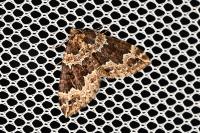 Lampropteryx suffumata