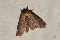 Odontosia carmelita