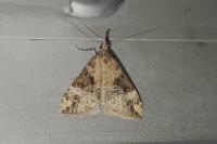 Hypena obsitalis
