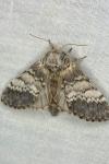 Drymonia ruficornis