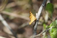 Pseudopanthera macularia