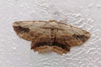 Menophra abruptaria