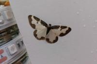 Lomaspilis marginata