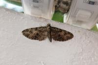 Eupithecia abbreviata