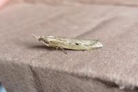 Aphomia sociella