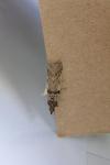 Zophodia grossulariella