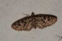 Eupithecia dodoneata