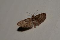 Eupithecia dodoneata