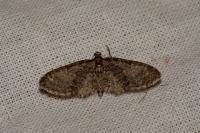 Eupithecia abbreviata