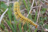 Lasiocampa trifolii trifolii