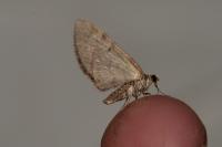 Eupithecia abbreviata