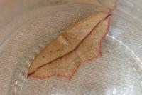 Timandra comae