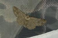 Ectropis crepuscularia