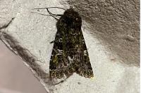 Valeria jaspidea